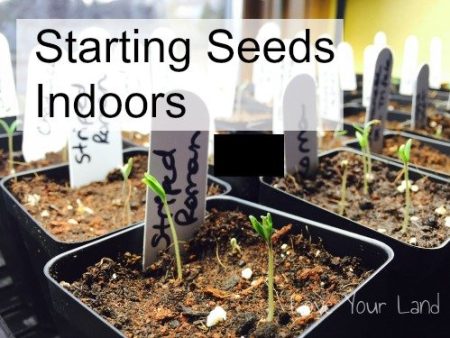 Starting Seeds Inside- Growing Your Own Transplants Online Hot Sale